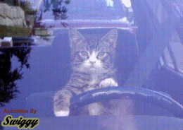 coucou